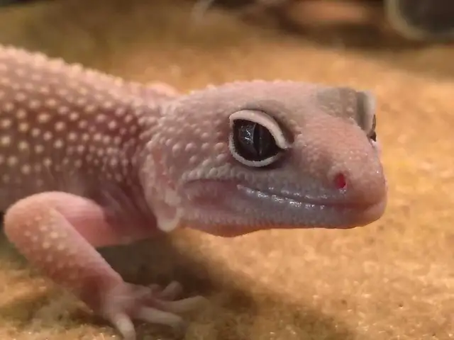 leopard geckos