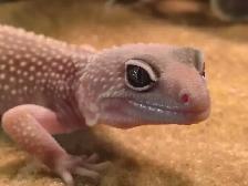leopard geckos