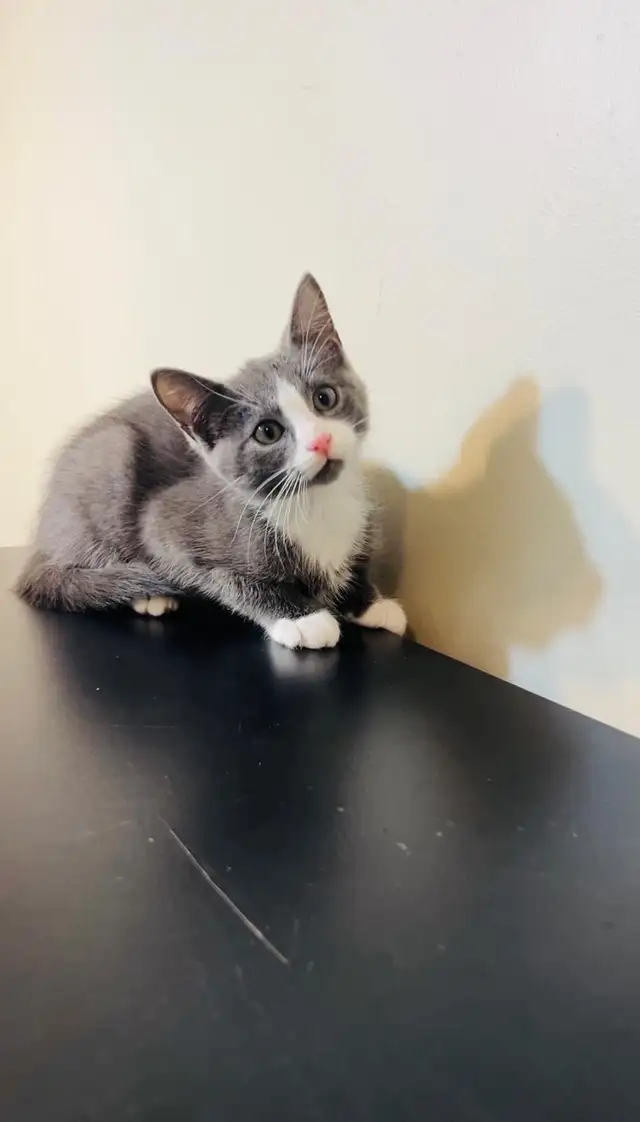 beautiful male grey and white ready to go