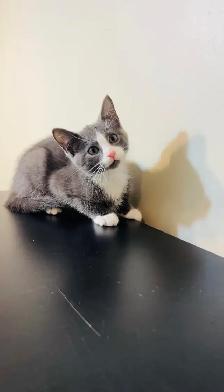 beautiful male grey and white ready to go