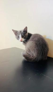 beautiful male grey and white ready to go - Photo 3