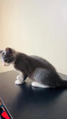 beautiful male grey and white ready to go - Photo 4