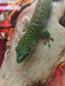 Madagascar giant day gecko
