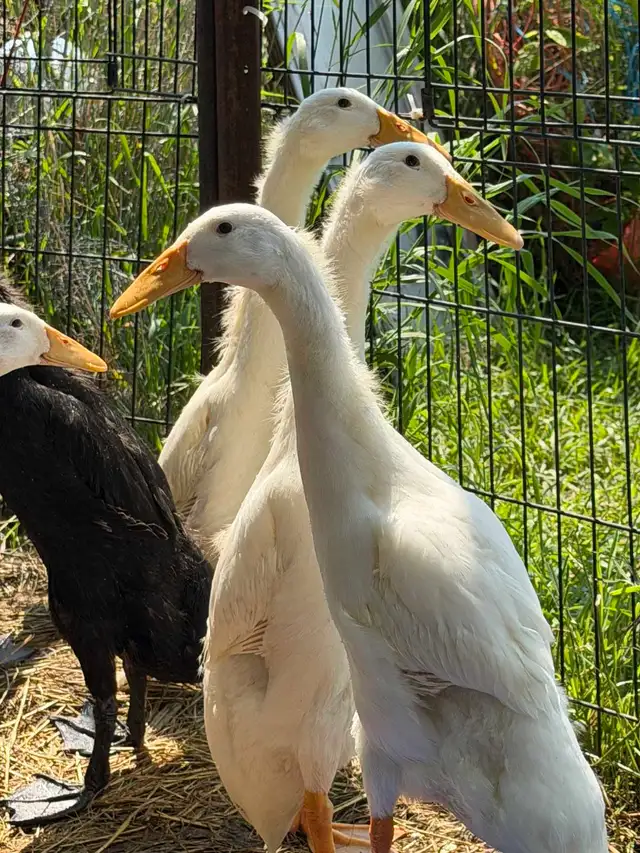free indian runner drakes