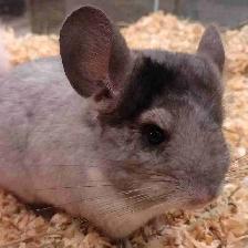 baby chinchillas