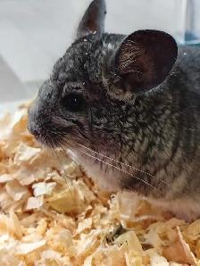 baby chinchillas - Photo 3