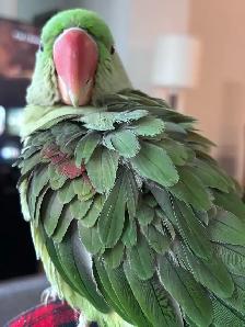 LOST ALEXANDRINE PARROT