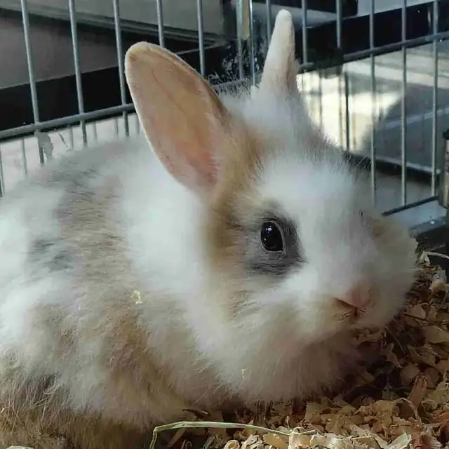 lionhead rabbit