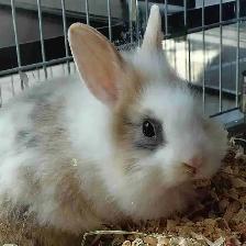 lionhead rabbit