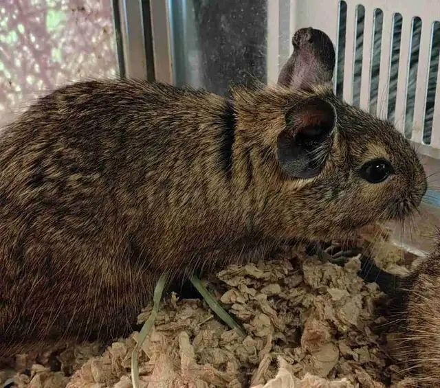 baby Degus