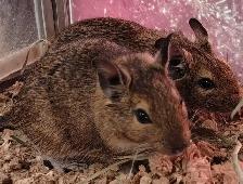 baby Degus - Photo 2