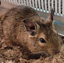 baby Degus - Photo 3