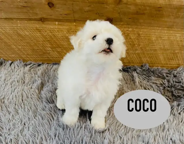 ❤️❤️Toy Maltipoo puppys❤️❤️