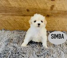❤️❤️Toy Maltipoo puppys❤️❤️ - Photo 2