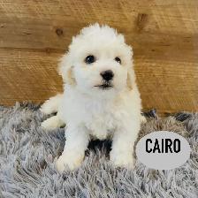 ❤️❤️Toy Maltipoo puppys❤️❤️ - Photo 3