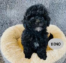 ❤️❤️Toy Maltipoo puppys❤️❤️ - Photo 4