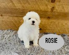 ❤️❤️Toy Maltipoo puppys❤️❤️ - Photo 5
