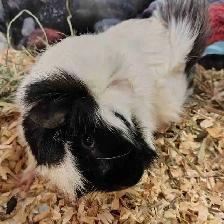 guinea pigs