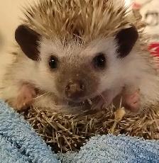baby hedgehogs