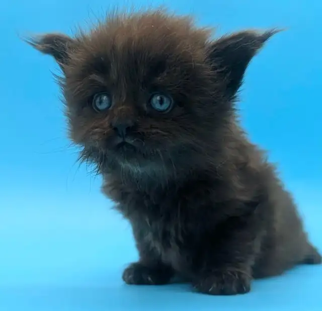 Magnifiques chatons Maine Coon