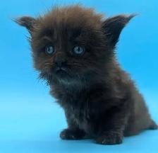 Magnifiques chatons Maine Coon