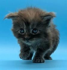 Magnifiques chatons Maine Coon - Photo 2