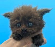 Magnifiques chatons Maine Coon - Photo 3