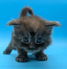Magnifiques chatons Maine Coon - Photo 4