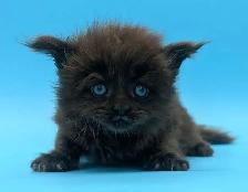 Magnifiques chatons Maine Coon - Photo 5