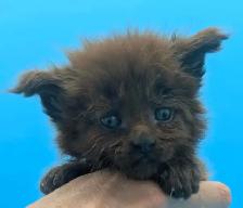Magnifiques chatons Maine Coon - Photo 6