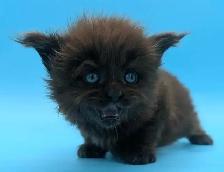 Magnifiques chatons Maine Coon - Photo 7