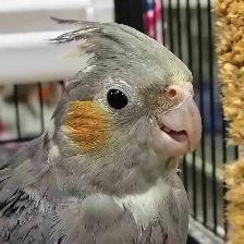 baby cockatiel