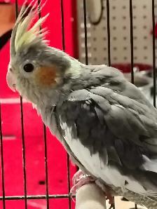 baby cockatiel - Photo 2
