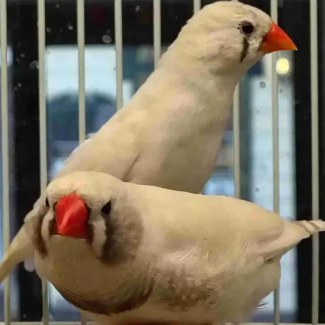 white black cheek zebra finches