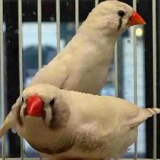 white black cheek zebra finches