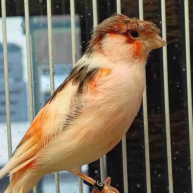 male canaries