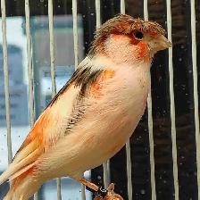 male canaries