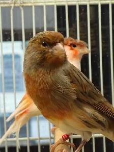 male canaries - Photo 2