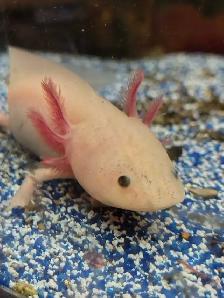 baby axolotls