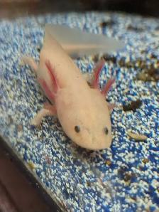 baby axolotls - Photo 2