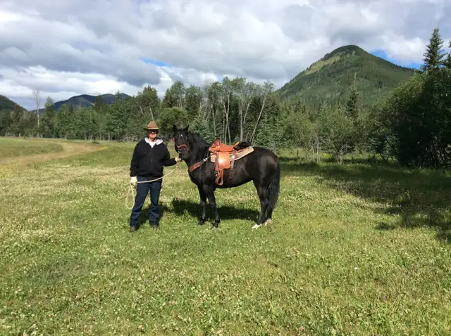 Black Quarter Horse Tennesse Walker cross mare for sale.