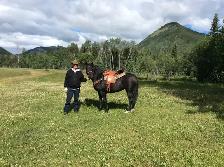 Black Quarter Horse Tennesse Walker cross mare for sale.