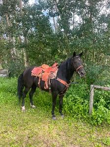 Black Quarter Horse Tennesse Walker cross mare for sale. - Photo 2