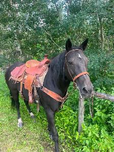 Black Quarter Horse Tennesse Walker cross mare for sale. - Photo 3