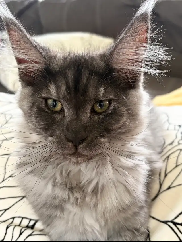 Maine Coon kittens