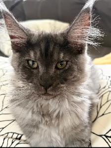 Maine Coon kittens