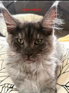 Maine Coon kittens - Photo 2