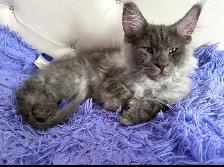 Maine Coon kittens - Photo 3