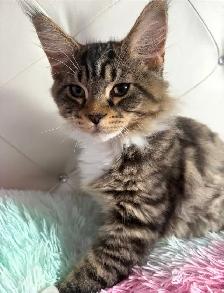 Maine Coon kittens - Photo 4
