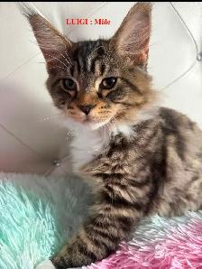 Maine Coon kittens - Photo 5